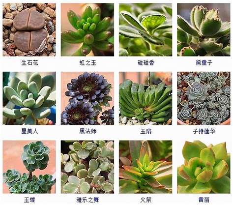 植物查詢|搜尋